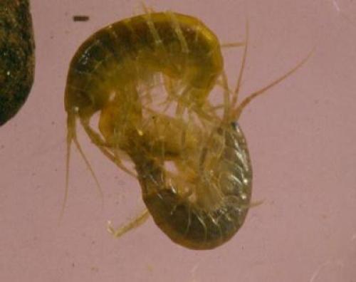 Flohkrebse astropage.eu