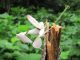 Ein Exemplar der Kronenfangschrecke. Ihr Aussehen gleicht dem einer Orchidee, was bestäubende Insekten in die Falle lockt. (Macquarie University)