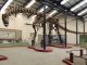 Das Bild zeigt das 40 Meter lange rekonstruierte Skelett des Argentinosaurus huinculensis im Museo Municipal Carmen Funes in Plaza Huincul, Argentinien. (Dr. Bill Sellers, The University of Manchester)