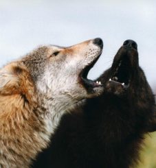 Zwei heulende Wölfe. (Monty Sloan)