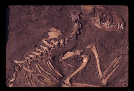 Das fossile Skelett eines Hundes, der vor rund 8.500 Jahren lebte und in der Koster-Ausgrabungsstätte in Illinois gefunden wurde. (Del Baston)