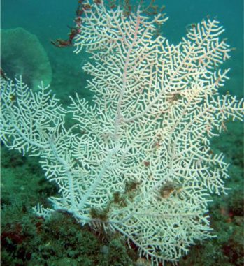 Eine der beiden neu entdeckten Korallenarten der Gattung Eugorgia. Dieses Exemplar gehört zur Art Eugorgia mutabilis und wurde in zwölf Metern Tiefe vor Costa Rica gefunden. (Photograph by C. Sanchez)