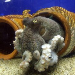 Ein Gewöhnlicher Oktopus (Octopus vulgaris) zeigt seine mit Saugnäpfen bewaffneten Arme. (Wikipedia / User: OpenCage / Attribution-Share Alike 2.5 Generic)
