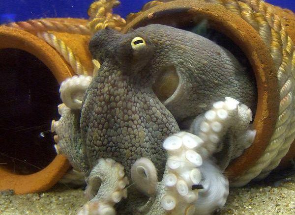 Ein Gewöhnlicher Oktopus (Octopus vulgaris) zeigt seine mit Saugnäpfen bewaffneten Arme. (Wikipedia / User: OpenCage / Attribution-Share Alike 2.5 Generic)