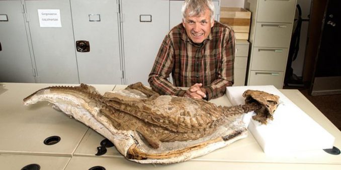 Der Paläontologe Philip Currie zeigt das einzigartige Exemplar des jungen Chasmosaurus belli, einem Verwandten des Triceratops. (University of Alberta)