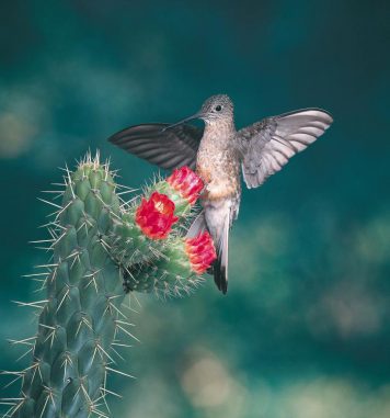 Der Riesenkolibri (Patagona gigas) tritt in den südamerikanischen Anden in Höhen über 4.200 Metern auf. Obwohl sie die größte Kolibriart ist, wiegen die Tiere nicht mehr als 24 Gramm. Patagonas gigas war eine der von Storz untersuchten Arten. (Image courtesy of Luis Mazariegos) Der Riesenkolibri (Patagona gigas) tritt in den südamerikanischen Anden in Höhen über 4.200 Metern auf. Obwohl sie die größte Kolibriart ist, wiegen die Tiere nicht mehr als 24 Gramm. Patagonas gigas war eine der von Storz untersuchten Arten. (Image courtesy of Luis Mazariegos)