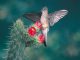 Der Riesenkolibri (Patagona gigas) tritt in den südamerikanischen Anden in Höhen über 4.200 Metern auf. Obwohl sie die größte Kolibriart ist, wiegen die Tiere nicht mehr als 24 Gramm. Patagonas gigas war eine der von Storz untersuchten Arten. (Image courtesy of Luis Mazariegos)