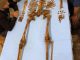 Das Skelett des bislang unbekannten Pharaos Weseribre Senebkay. (Image courtesy of University of Pennsylvania, Photo: Jennifer Wegner, Penn Museum)