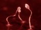 Dieses Bild zeigt Exemplare der Amöbengattung Dictyostelium. (Royal Holloway, University of London)