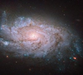 Die Spiralgalaxie NGC 1084, aufgenommen vom Weltraumteleskop Hubble. In der Galaxie konnten bisher fünf Supernova-Explosionen registriert werden. (NASA, ESA, and S. Smartt (Queens University Belfast); Acknowledgement: Brian Campbell)