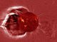Ein koronaler Massenauswurf, aufgenommen vom Solar Dynamics Observatory der NASA am 7. August 2010. (NASA / SDO)