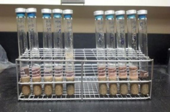 Die abgebildeten Teströhrchen enthalten Methanogene, Nährstoffe, Sand und Wasser. Die Organismen überlebten, als sie den marsianischen Frost- und Schmelzzyklen ausgesetzt wurden. (Image courtesy of University of Arkansas, Fayetteville)