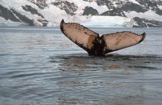 Die Fluke eines Buckelwals. Einzelne Buckelwale können anhand der einzigartigen Muster auf ihren Fluken identifiziert werden. (Photo: D. W. H. Walton)