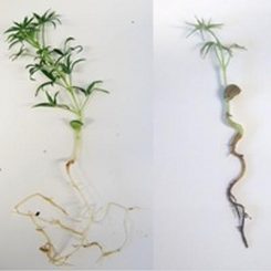 Rhizoctonia solani auf einer Lupine. (University of Western Australia)