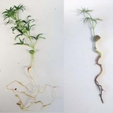 Rhizoctonia solani auf einer Lupine. (University of Western Australia) Rhizoctonia solani auf einer Lupine. (University of Western Australia)