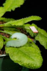 Die Raupe eines Kohlweißlings frisst an einem Arabidopsis-Blatt. Auf einem benachbarten Blatt hilft ein kleines Stück reflektierendes Klebeband bei der Aufzeichnung von Vibrationen. (Roger Meissen)