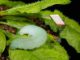 Die Raupe eines Kohlweißlings frisst an einem Arabidopsis-Blatt. Auf einem benachbarten Blatt hilft ein kleines Stück reflektierendes Klebeband bei der Aufzeichnung von Vibrationen. (Roger Meissen)