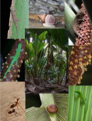 Verschiedene Tierarten, die im Palmenwald auf den Seychellen heimisch sind. (C. Kaiser-Bunbury / Pensoft Publishers / CC BY 4.0)