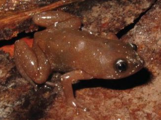 Die neu entdeckte Froschart Chiasmocleis quilombola lebt im atlantischen Regenwald im Südosten Brasiliens. (Tonini et al.)