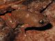 Die neu entdeckte Froschart Chiasmocleis quilombola lebt im atlantischen Regenwald im Südosten Brasiliens. (Tonini et al.)