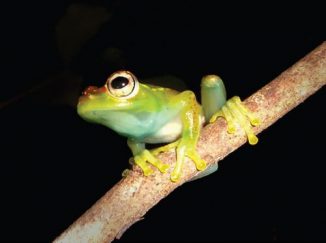 Ein Exemplar der neuen Spezies Boophis ankarafensis. (Zookeys / CC BY 4.0)