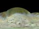 Die bislang beste globale Karte des Neptunmondes Triton, basierend auf Daten, die von der Raumsonde Voyager 2 im Sommer 1989 gesammelt wurden. (NASA / JPL-Caltech / Lunar & Planetary Institute)