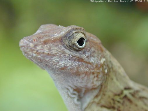 Kopf eines Exemplars der Dickkopfanolis (lat. Anolis cybotes). (Wikipedia / Matthew Venn / CC BY-SA 2.0) Kopf eines Exemplars der Dickkopfanolis (lat. Anolis cybotes). (Wikipedia / Matthew Venn / CC BY-SA 2.0)