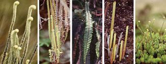 Beispiele für die morphologische und ökologische Vielfalt der Páramo-Farngattung Jamesonia. (Dr. Patricia Sanchez-Baracaldo / University of Bristol)