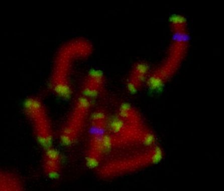 Untersuchte Chromosomen eines Individuums der Art Myzus persicae, der Grünen Pfirsichblattlaus. (M. Mandrioli et al / Pensoft / CC BY 4.0) Untersuchte Chromosomen eines Individuums der Art Myzus persicae, der Grünen Pfirsichblattlaus. (M. Mandrioli et al / Pensoft / CC BY 4.0)