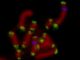 Untersuchte Chromosomen eines Individuums der Art Myzus persicae, der Grünen Pfirsichblattlaus. (M. Mandrioli et al / Pensoft / CC BY 4.0)
