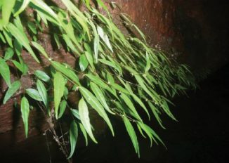 Eine Population der neu entdeckten Pflanzenspezies Dorstenia luamensis an einer senkrechten Felswand. (Photo: M.E. Leal 2012, CC BY 4.0)