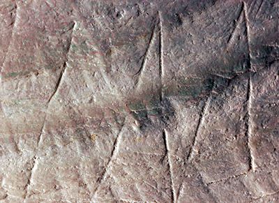 Die Gravur auf der fossilen Muschelschale aus der Ausgrabungsstätte Trinil auf der indonesischen Insel Java. Die Gravur stammt von Homo erectus. (Photo: Wim Lustenhouwer, Vrije Universiteit)