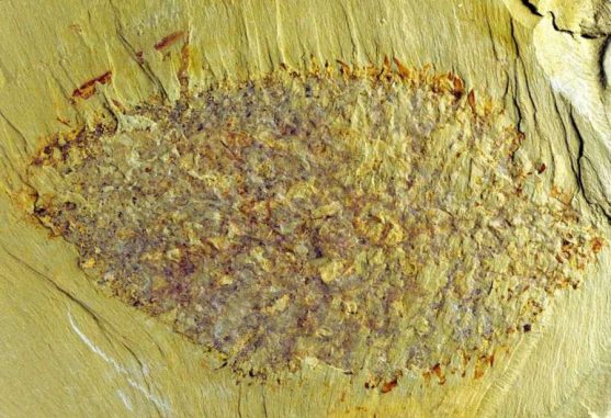 Das Fossil mit der wissenschaftlichen Bezeichnung Nidelric pugio ist etwa neun Zentimeter lang und circa 520 Millionen Jahre alt. (Copyright Prof Derek J Siveter of Oxford University)