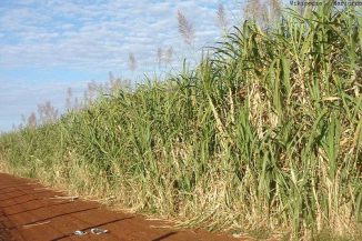 Eine Zuckerrohrplantage in Brasilien. Aus dem Rohrzucker wird Bioethanol gewonnen. (Wikipedia / User Mariordo / CC BY-SA 3.0)