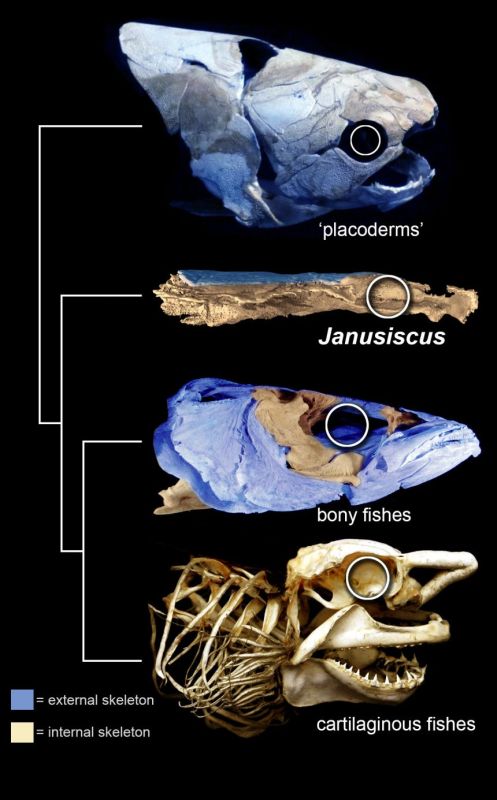 Das 415 Millionen Jahre alte Fossil namens Janusiscus liefert überzeugende Beweise für ein gut entwickeltes Außenskelett (blau) in dem gemeinsamen Vorfahren von Knochen- und Knorpelfischen. (Oxford University / K Trinajstic)
