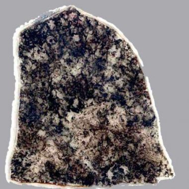Sektion eines 1,8 Milliarden Jahre alten Steins. Die Fossilien (dunkle Gebiete) sind im Grunde genommen identisch mit 500 Millionen Jahre älteren Fossilien und mit heutigen Mikroorganismen. (UCLA Center for the Study of Evolution and the Origin of Life)
