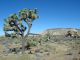 Eine Josua-Palmlilie im Joshua Tree National Park in der Mojave-Wüste. (Wikipedia / gemeinfrei)