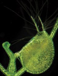 Mikrofotografie einer Blase von Utricularia gibba, dem Zwerg-Wasserschlauch. (Enrique Ibarra-Laclette and Claudia Anahí Pérez-Torres)