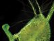 Mikrofotografie einer Blase von Utricularia gibba, dem Zwerg-Wasserschlauch. (Enrique Ibarra-Laclette and Claudia Anahí Pérez-Torres)