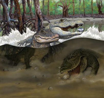 Diese Illustration zeigt die Sümpfe der Mega-Feuchtgebiete in der Region des heutigen Amazonasbeckens im späten Mittleren Miozän vor rund 13 Millionen Jahren. Zu sehen sind die drei neuen Korokodilarten, deren Fossilien im Nordosten des heutigen Peru entdeckt wurden: Kuttanacaiman iquitosensis (links), Caiman wannlangstoni (rechts) und Gnatusuchus pebasensis (unten). (Copyright Javier Herbozo / AMNH)