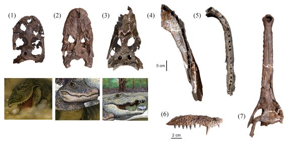 Schädel- und Kieferknochen der sieben Krokodilarten, die nebeneinander vor 13 Millionen Jahren in der Pebas Formation lebten. (1) Gnatusuchus pebasensis, (2) Kuttanacaiman iquitosensis, (3) Caiman wannlangstoni, (4) Purussaurus neivensis, (5) Mourasuchus atopus, (6) Pebas Paleosuchus, and (7) Pebas gavialoid. Die Illustrationen von Javier Herbozo zeigen die drei neuen Arten (1-3). (Copyright Rodolfo Salas-Gismondi / AMNH)