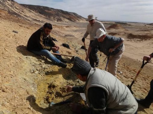 Das Team der University of Kansas bei der Freilegung von Fossilien in Libyen. (Yaowalak Chaimanee, University of Poitiers, France)