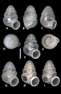 Erscheinungsbild der neuen Hornschneckenart Zospeum vasconicum: A-E: Verschiedene Ansichten des Holotyps (MNCN 15.05/60147H), F-I: Paratypen-Schalen (MNCN 15.05/60147P), H: Paratypen-Schale mit einem hineingebohrten Loch, wodurch die zentrale Spindel des Schneckenhauses sichtbar ist. Der weiße Strich entspricht einer Länge von 0,5 Millimetern. (Zookeys / CC BY 4.0)