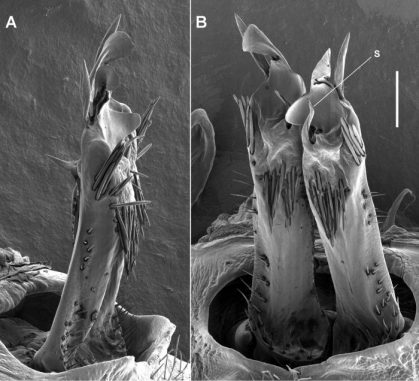 Zwei Nahaufnahmen der männlichen Genitalien von Tasmaniosoma anubis. Der Vergleichsmaßstab rechts ist 0,1 Millimeter lang. (ZooKeys / CC BY 4.0)
