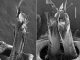 Zwei Nahaufnahmen der männlichen Genitalien von Tasmaniosoma anubis. Der Vergleichsmaßstab rechts ist 0,1 Millimeter lang. (ZooKeys / CC BY 4.0)