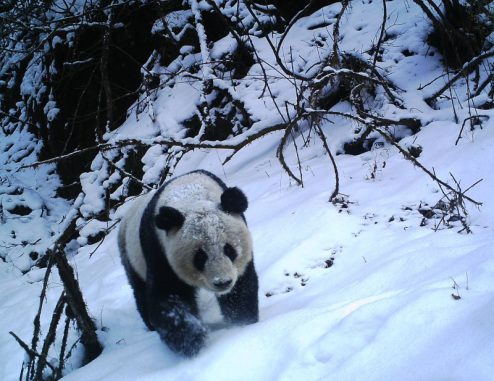 Eine Kamerafalle hat einen im Schnee laufenden Panda im Wolong-Naturreservat in Suchuan (China) fotografiert. (Michigan State University Center for Systems Integration)