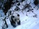 Eine Kamerafalle hat einen im Schnee laufenden Panda im Wolong-Naturreservat in Suchuan (China) fotografiert. (Michigan State University Center for Systems Integration)