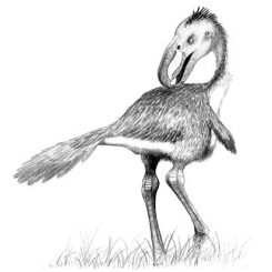 Künstlerische Darstellung eines Terrorvogels, der zur selben Tiergruppe wie die neu entdeckte Spezies gehört. (Wikipedia / John Conway, CC BY-SA 3.0)