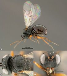 Detailansichten der Wespenart Rhoophilus loewi aus Südafrika. (van Noort et al. / ZooKeys / CC BY 4.0)