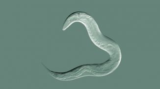 Ein Fadenwurm der Art Caenorhabditis elegans. (Science@NASA)